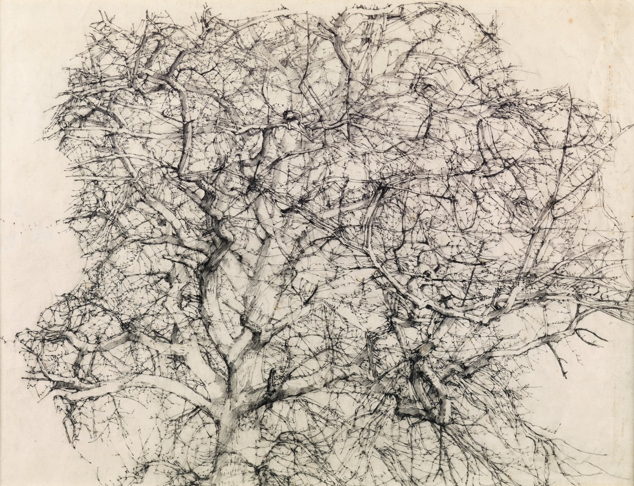 Study of a Tree by Kenneth Newton