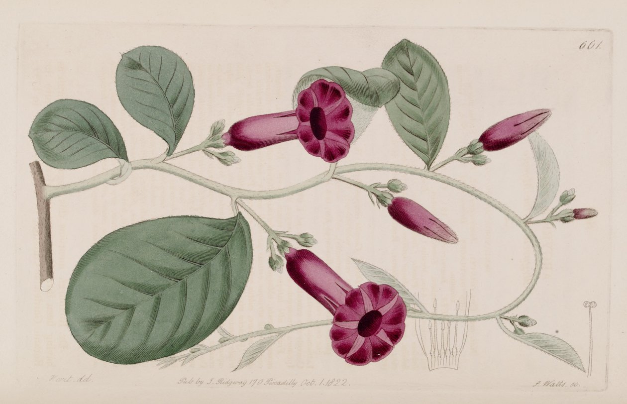 Argyreia cuneata by Ker Gawler