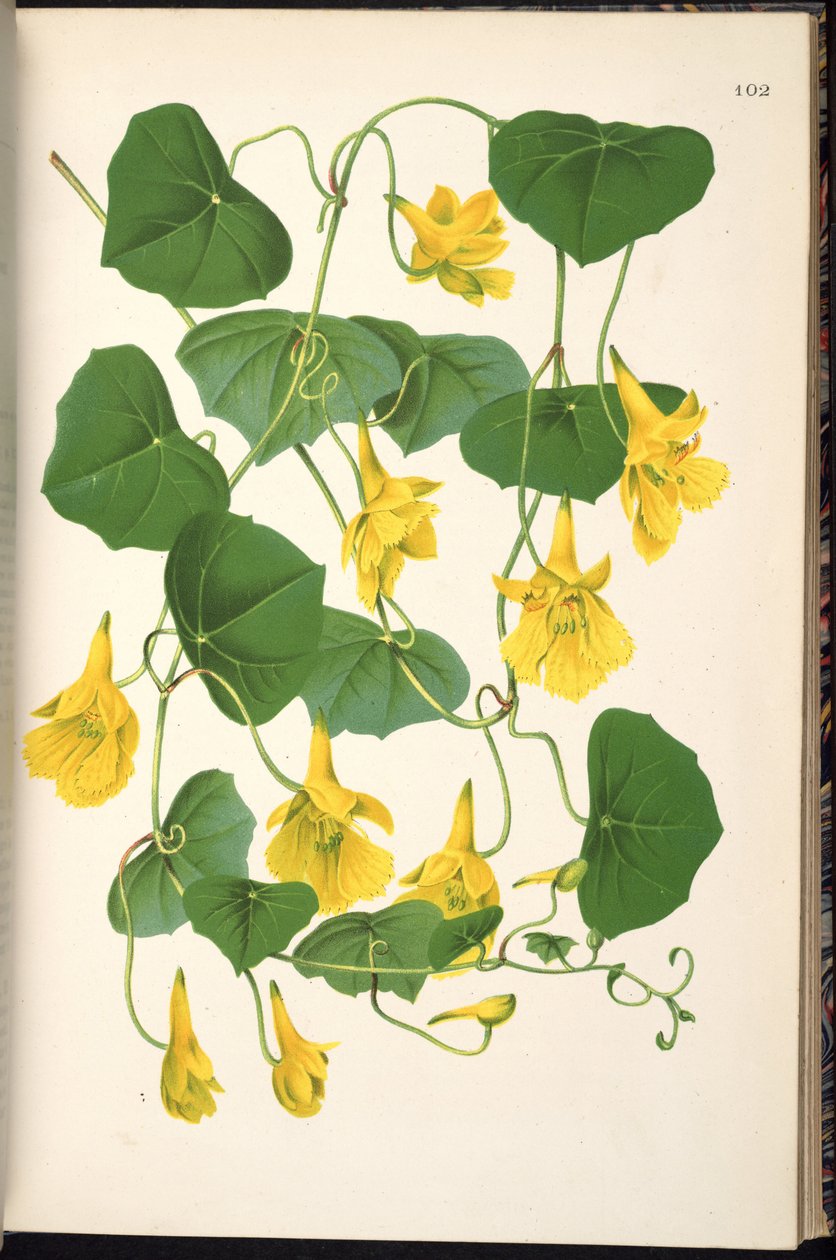 Tropaeolum pendulum by Klotzsch