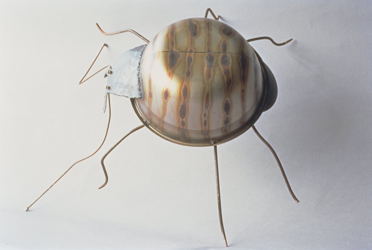 The Ground Beetle by Lawrie Simonson