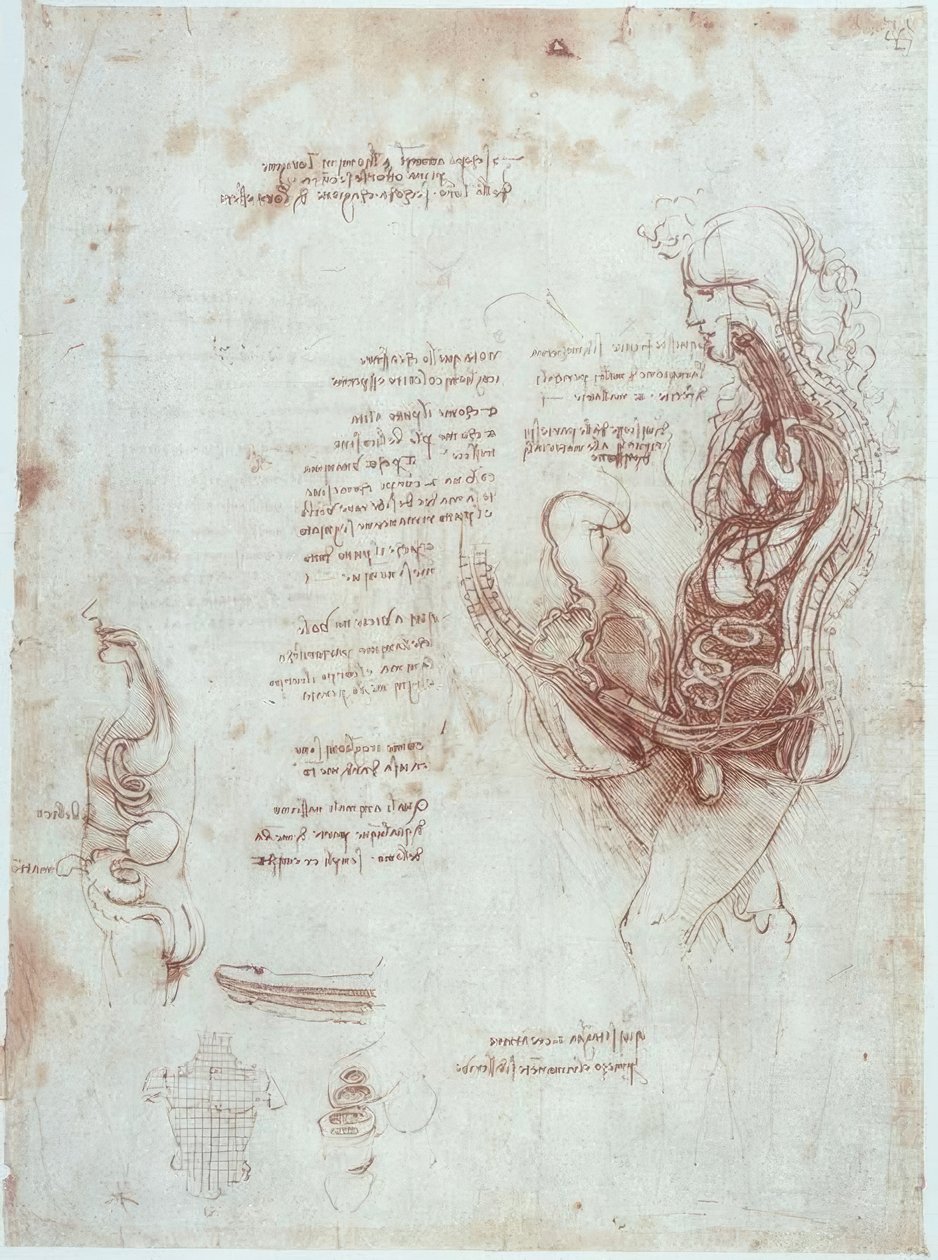 Anatomical Studies: Coitus Position in Longitudinal Section by Leonardo da Vinci