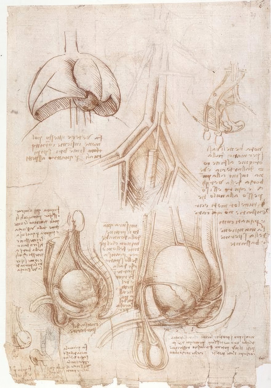 Anatomy Studies: Lungs, Bladder... by Leonardo da Vinci