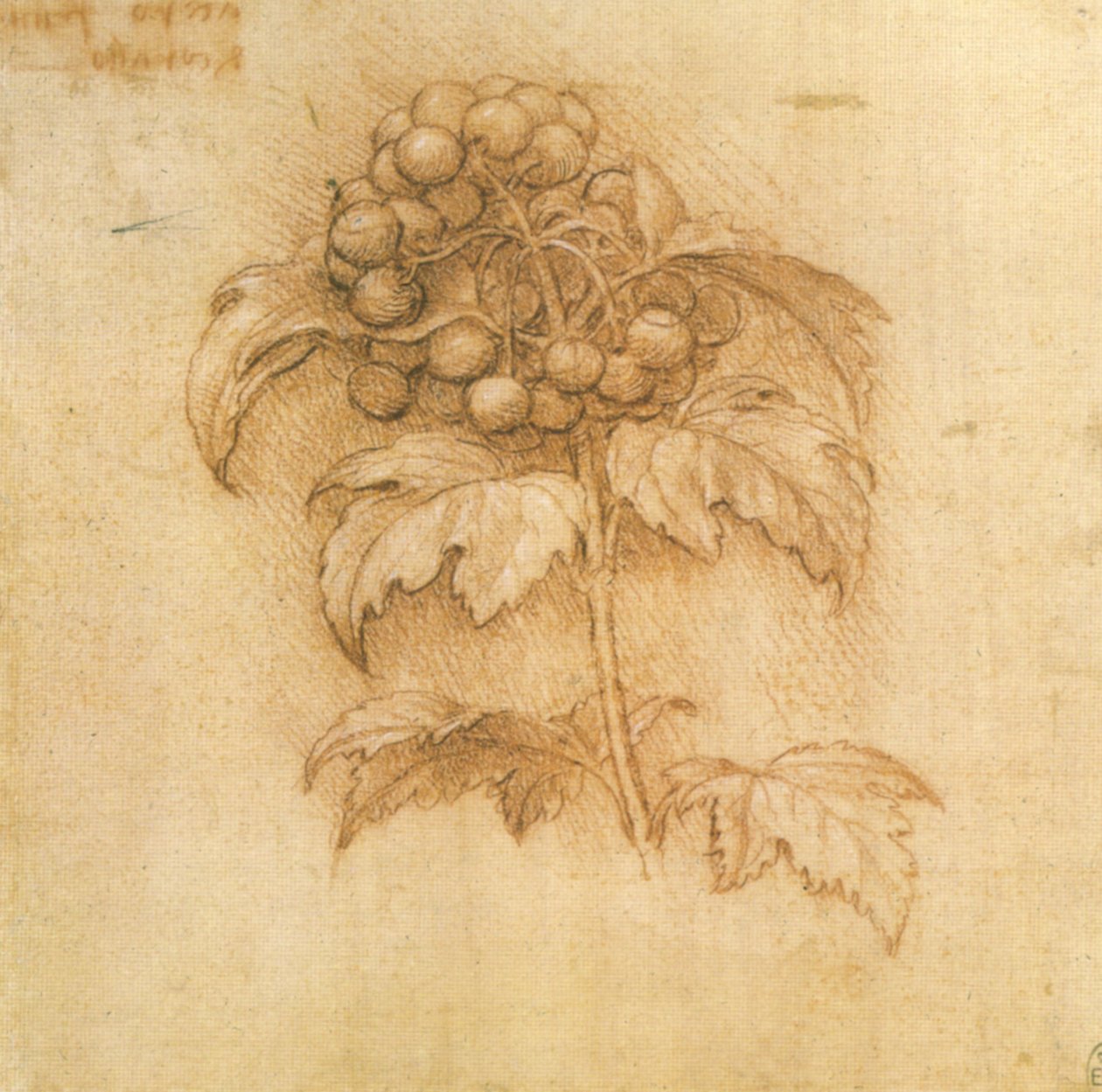 Marsh Blueberry by Leonardo da Vinci