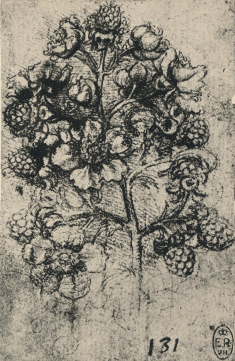 A Spray of Brambles by Leonardo da Vinci