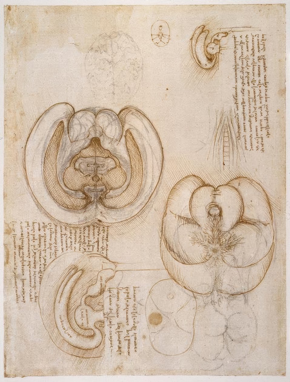 Anatomy Studies by Leonardo da Vinci