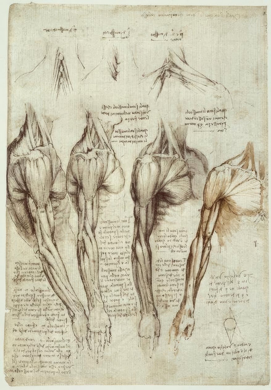 Anatomy Studies by Leonardo da Vinci