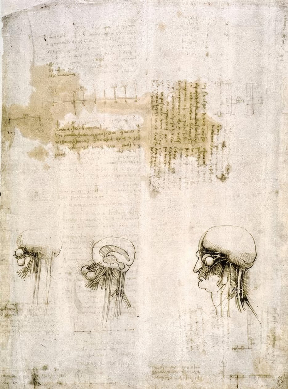 Anatomy Studies by Leonardo da Vinci