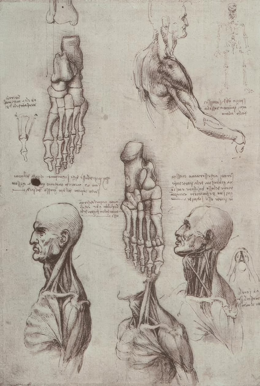 Anatomy Studies by Leonardo da Vinci