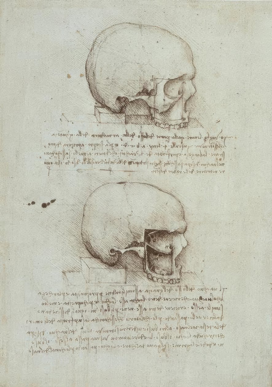 Anatomy Studies by Leonardo da Vinci
