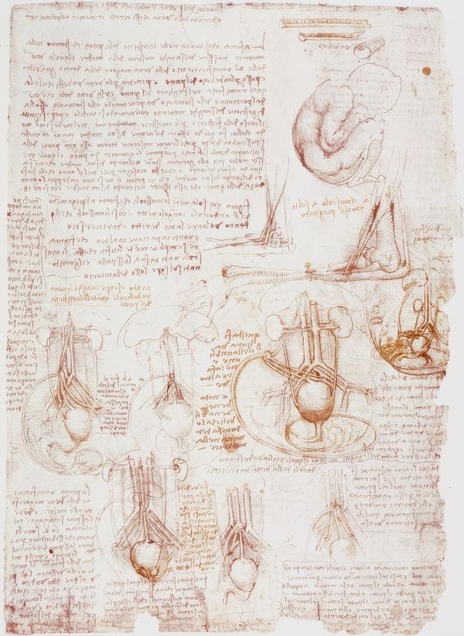 Anatomy Studies: Umbilical Cord / Fetus... by Leonardo da Vinci