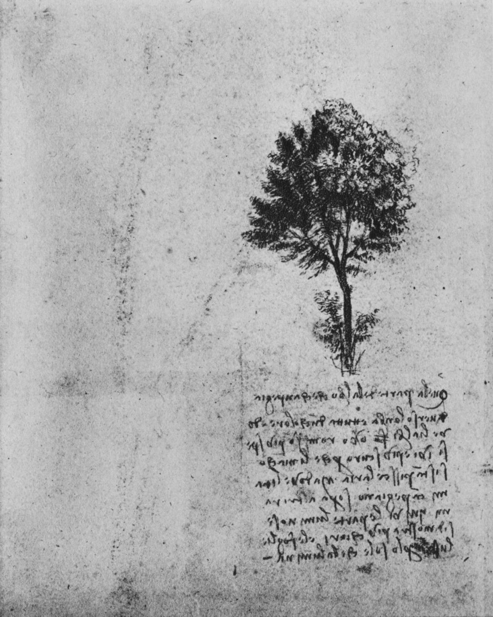 Study of a Tree by Leonardo da Vinci