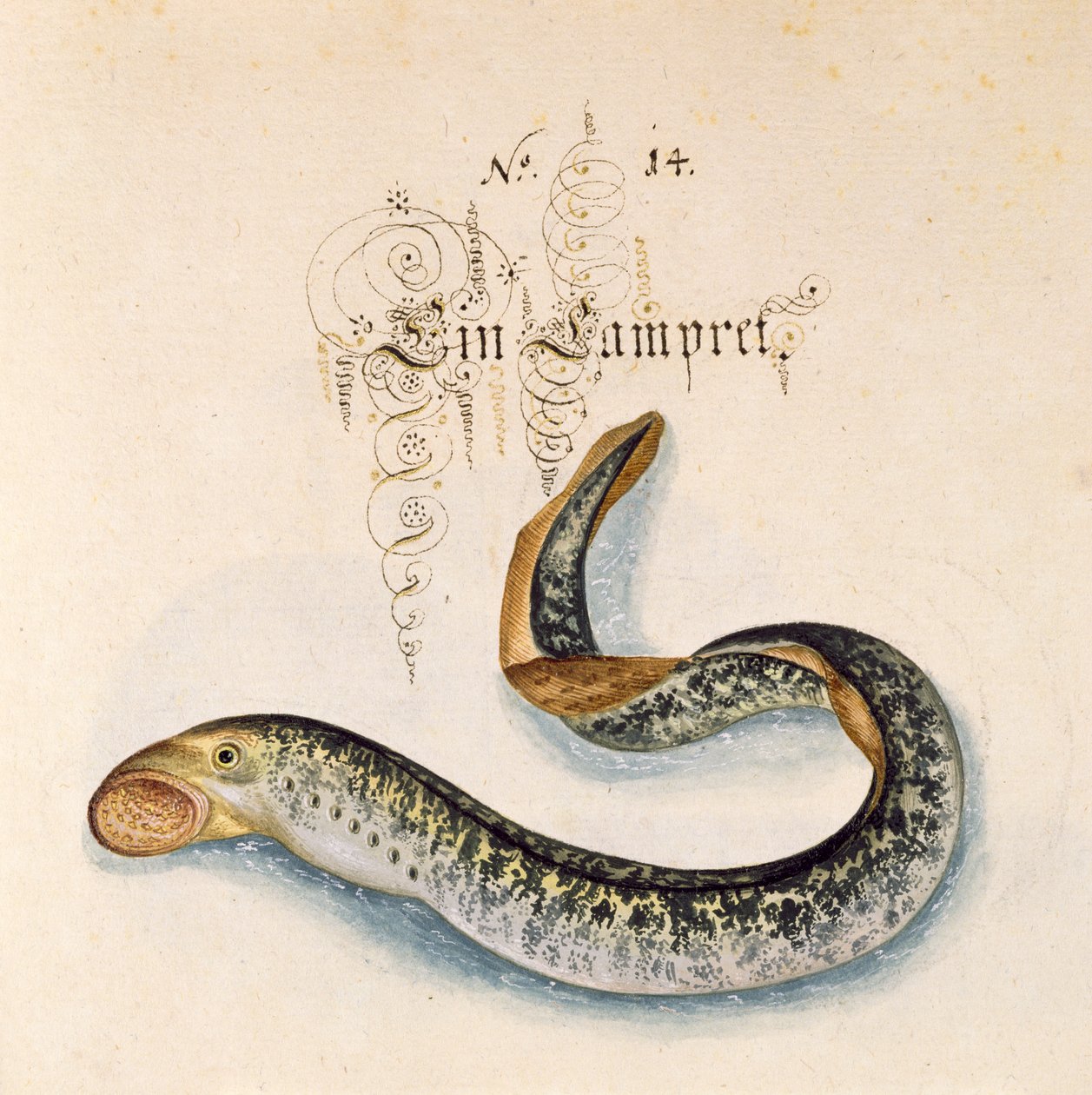 Sea Lamprey by Leonhard Baldner