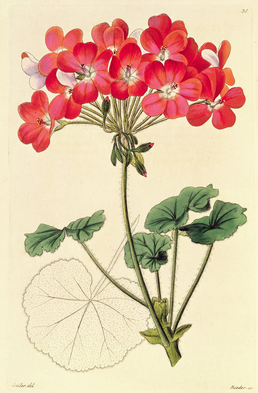 Pelargonium from 