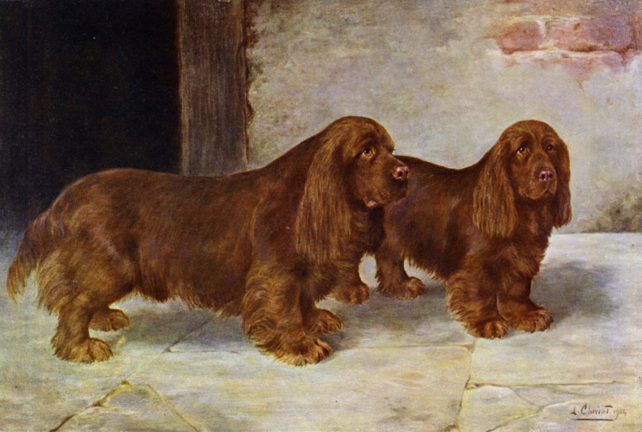 The Sussex Spaniels, Champion Rosehill Rock and Champion Rosehill Rag by Lilian Cheviot