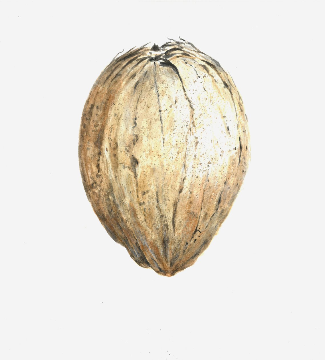Coconut by Lincoln Seligman