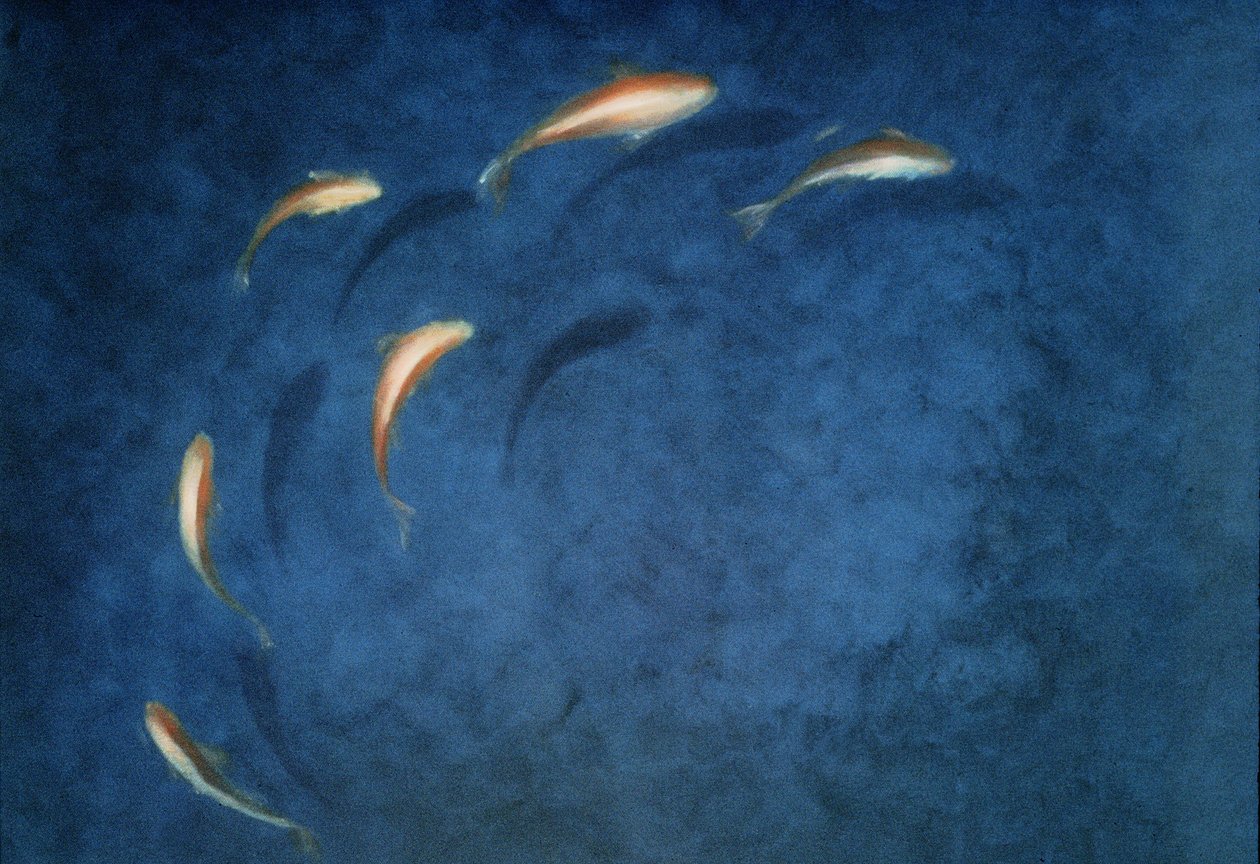 Goldfish Pool by Lincoln Seligman