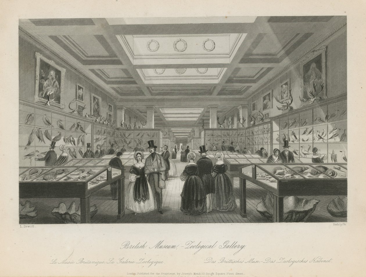 Zoological Room at the British Museum by Llewellyn Jewitt