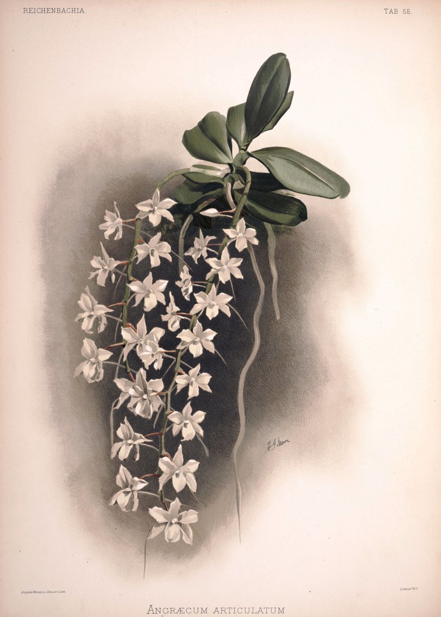 Aerangis Articulata, Syn.: Angraecum Articulatum by London H. Sotheran and Co.