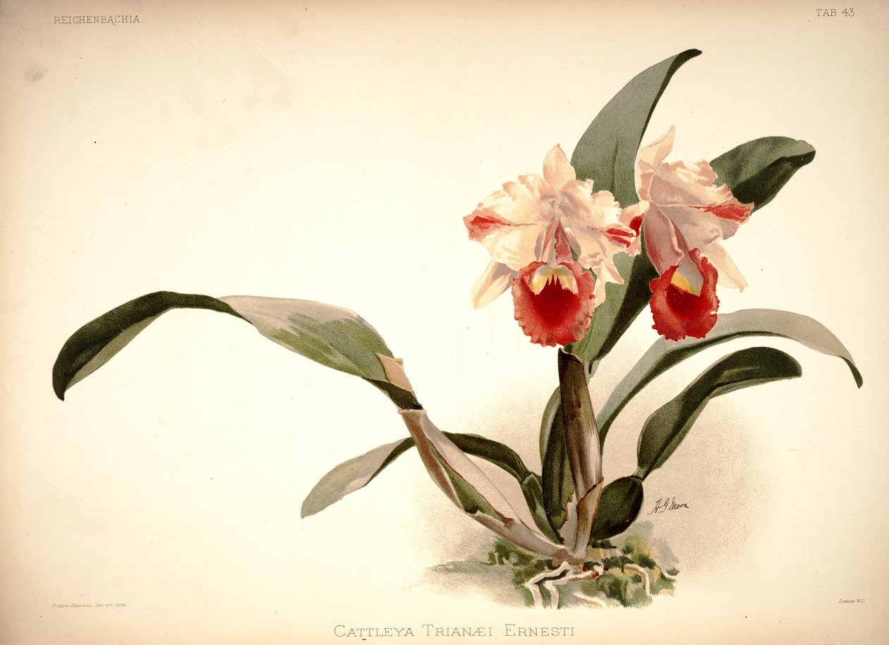 Cattleya Trianae by London H. Sotheran and Co.