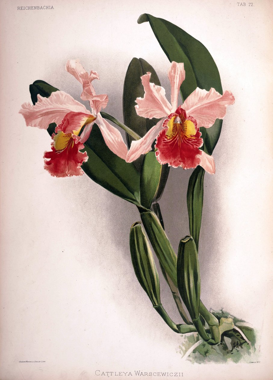 Cattleya warscewiczii by London H. Sotheran and Co.