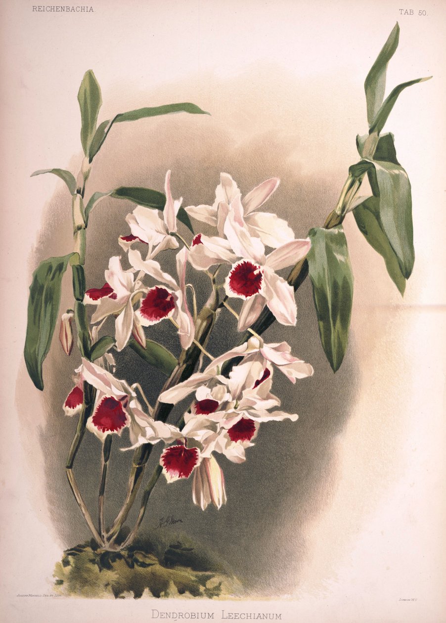 Dendrobium × leechianum by London H. Sotheran and Co.