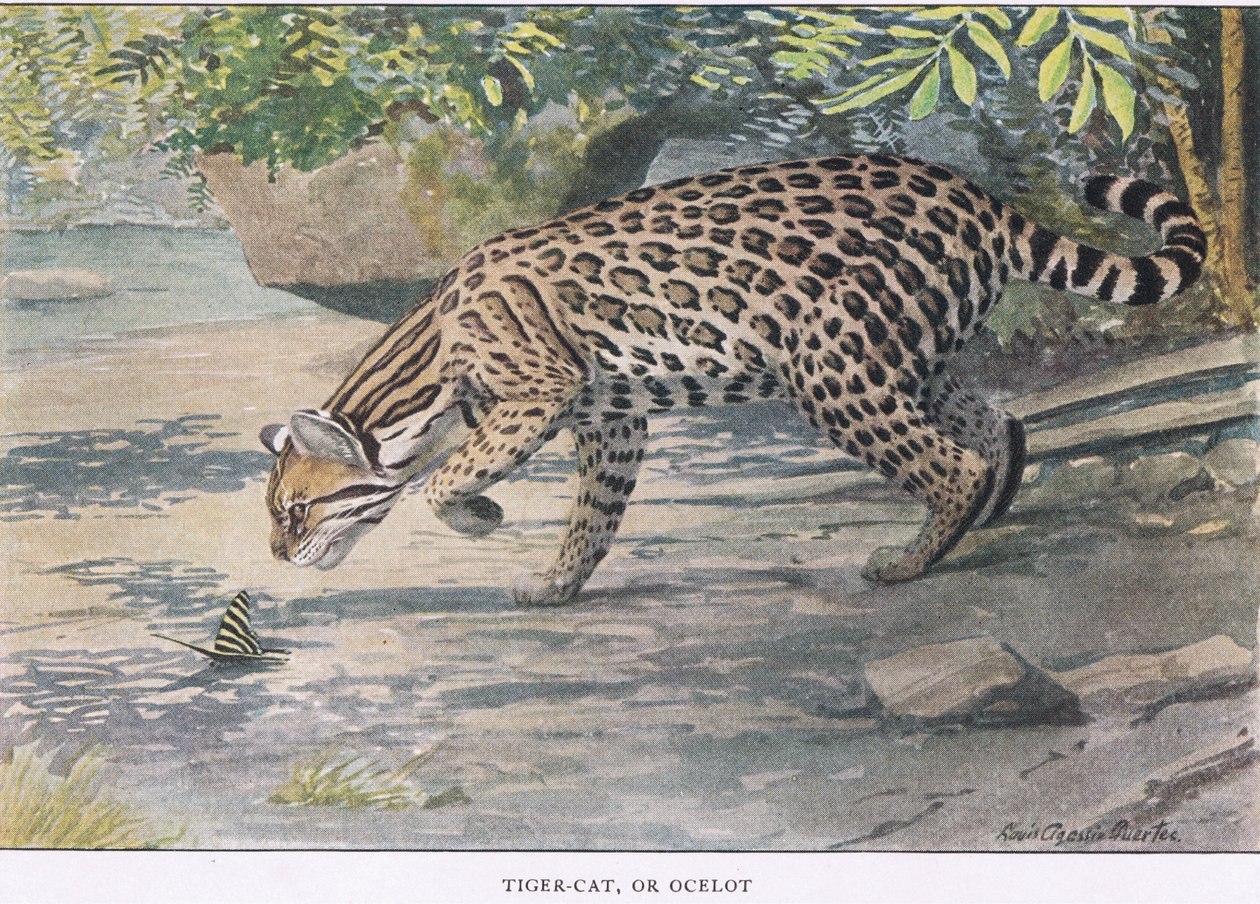 Bob Cat or Ocelot by Louis Agassiz Fuertes