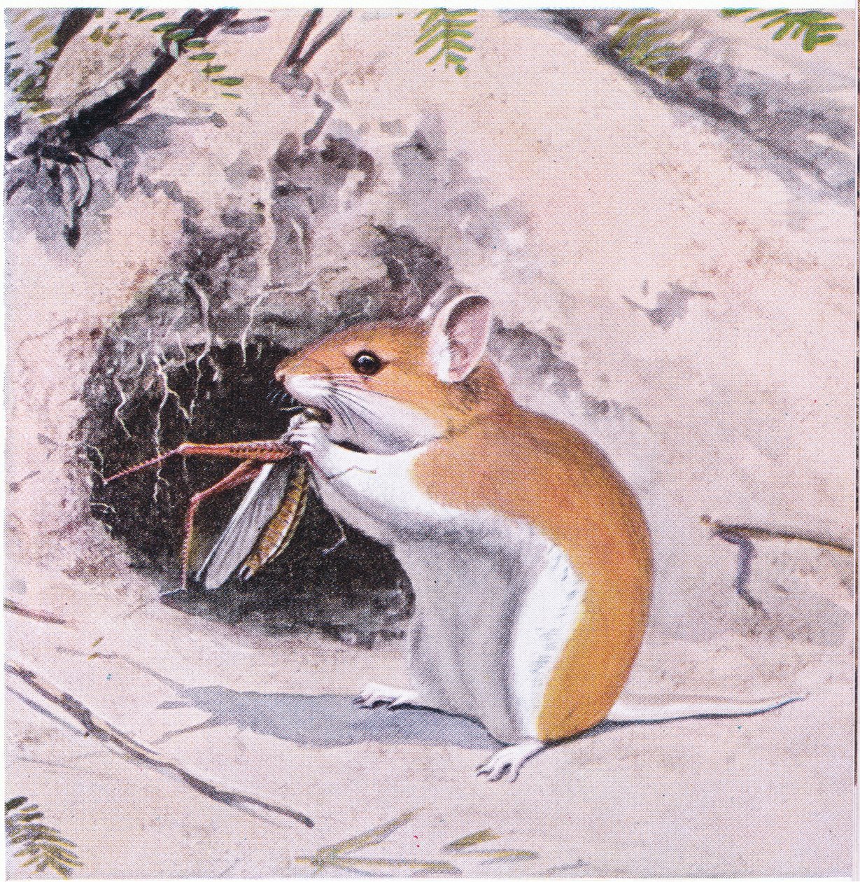 Grasshopper Mouse Dining on an Insect by Louis Agassiz Fuertes