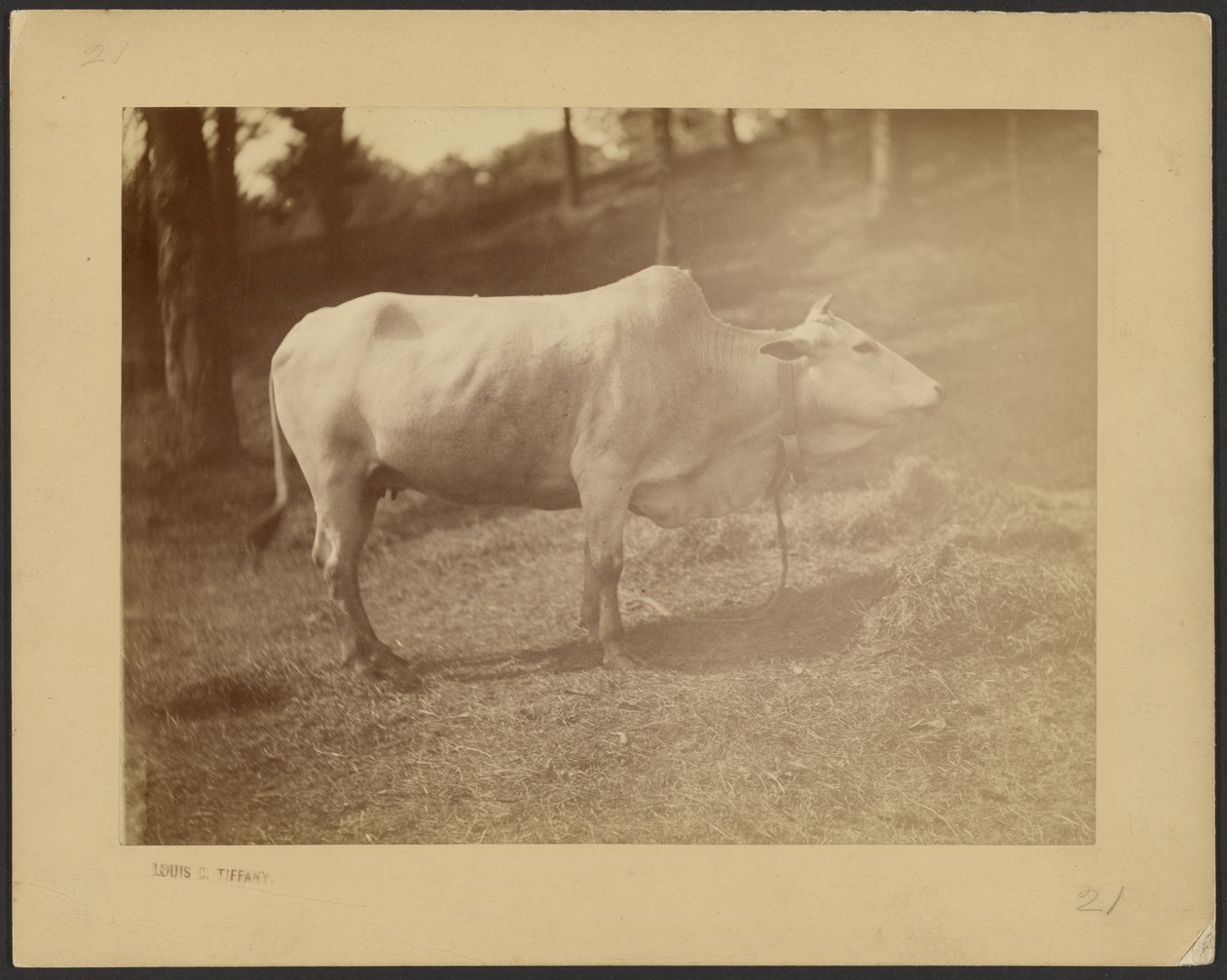 Steer by Louis Comfort Tiffany