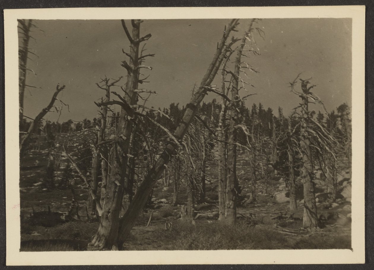 Landscape by Louis Fleckenstein