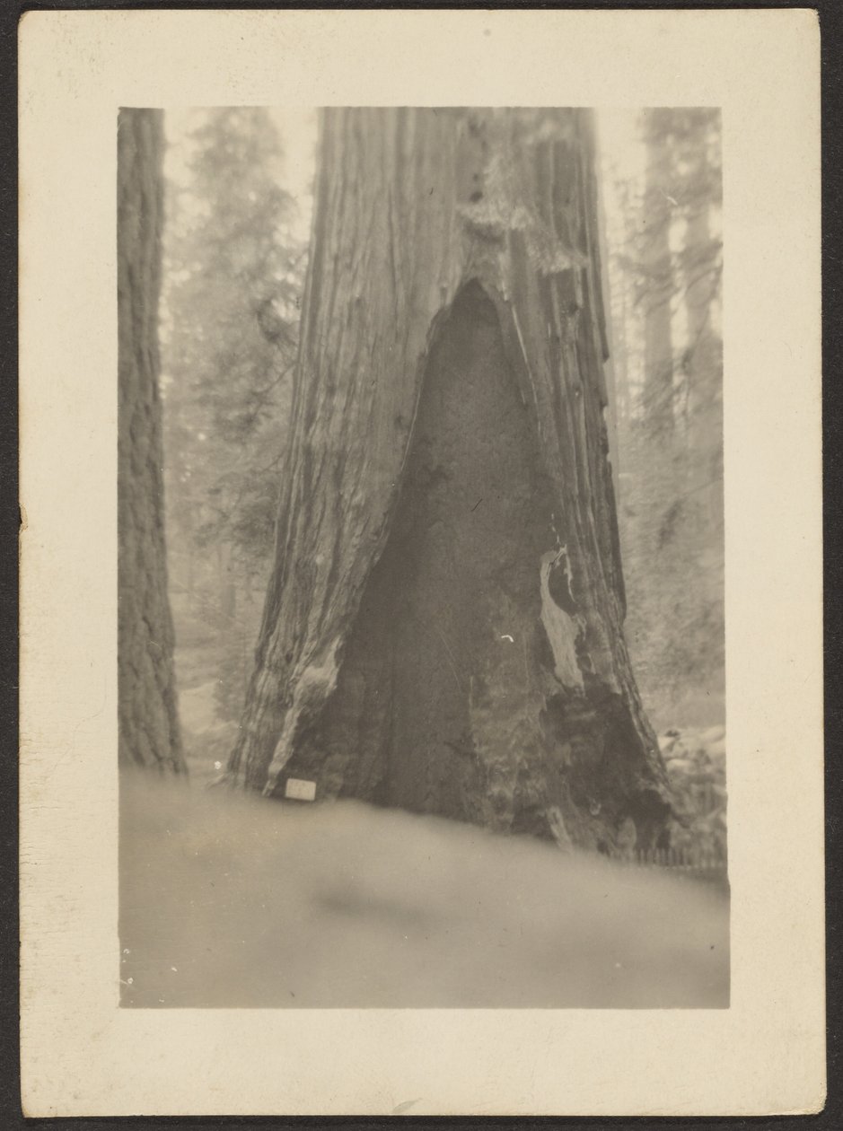 Massive Tree by Louis Fleckenstein