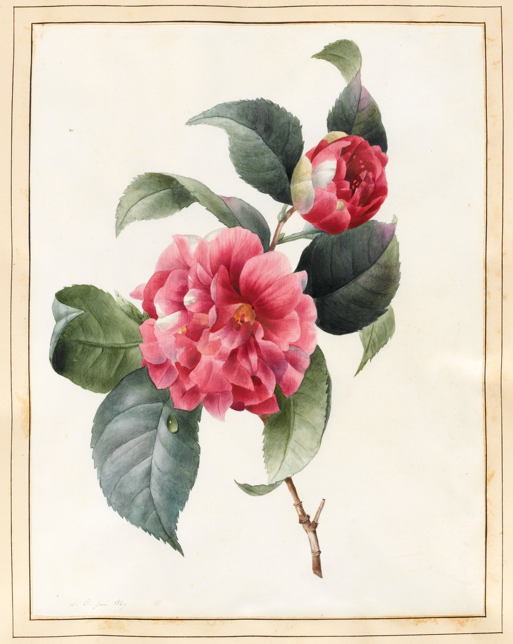 Camellia, 1827 by Louise DOrleans