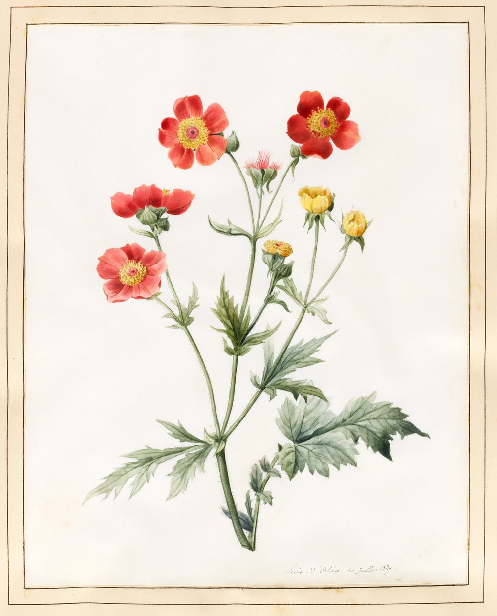 Composite, 1827 by Louise DOrleans
