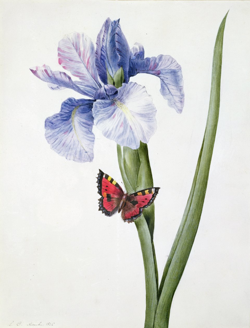 Blue Iris with Butterfly by Louise DOrleans