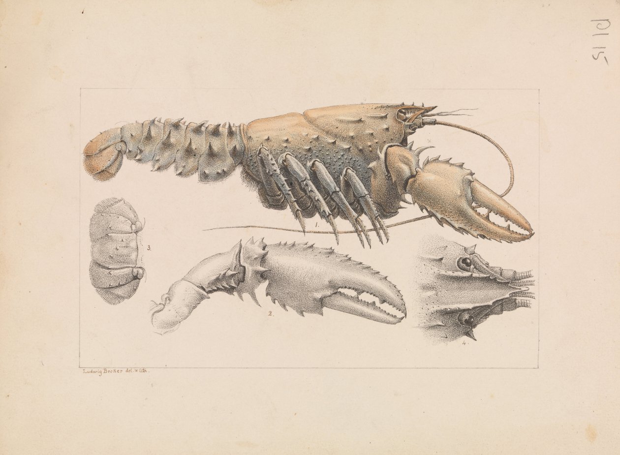 Murray Spiny Crayfish, Euastacus armatus by Ludwig Becker