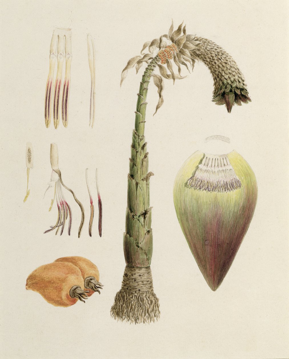 Ensete No. 10 by Luigi Balugani