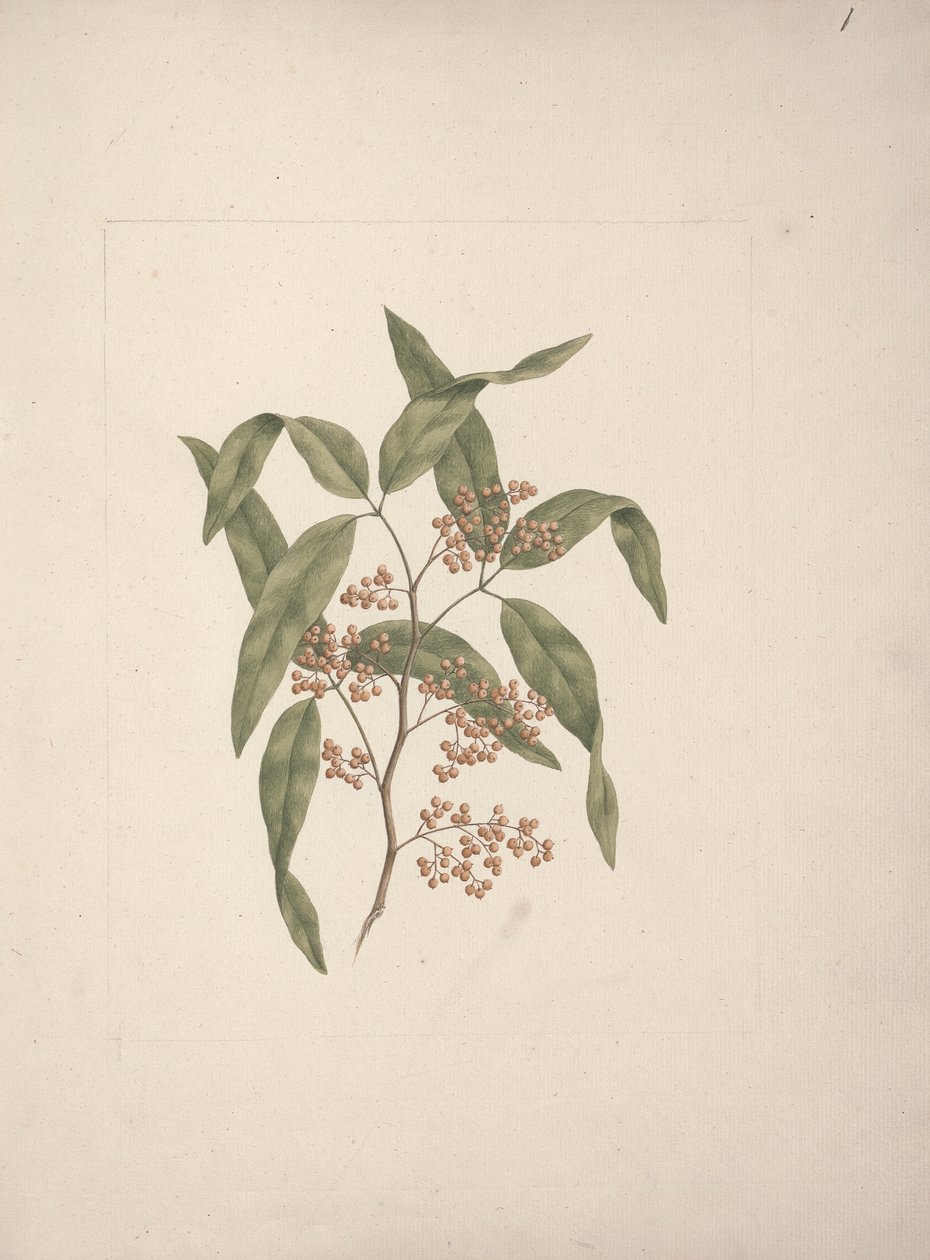 Rhus ? retinorrhoea Oliver: finished drawing by Luigi Balugani