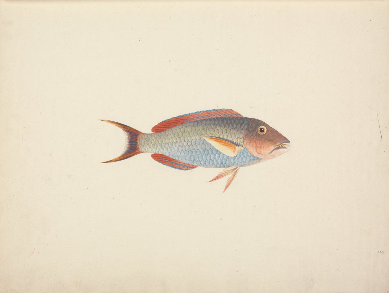 Unidentified Fish by Luigi Balugani