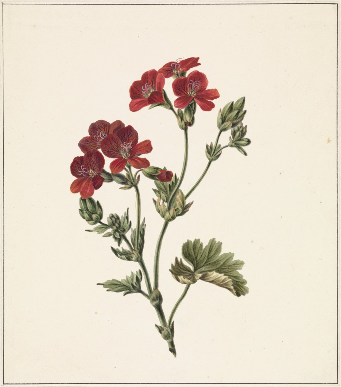 Red Flower by M. de Gijselaar