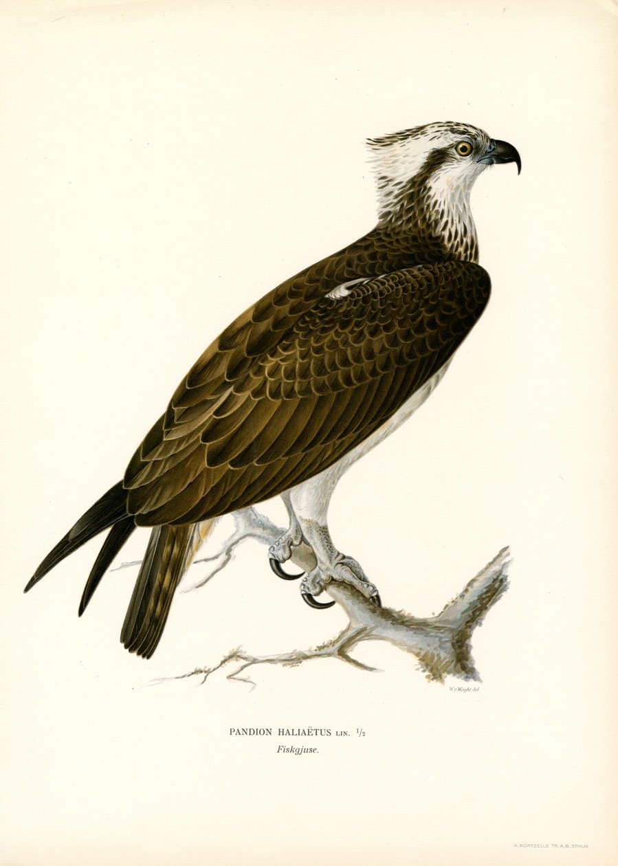 Osprey by Magnus Ferdinand and Wilhelm von Wright