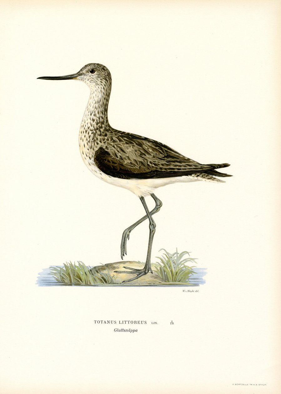 Sandpiper by Magnus Ferdinand and Wilhelm von Wright