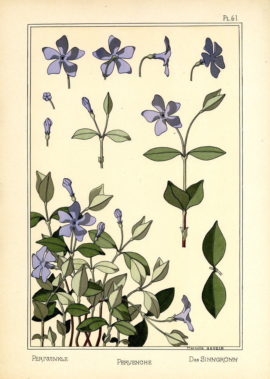 The Periwinkle by Marcelle Gaudin