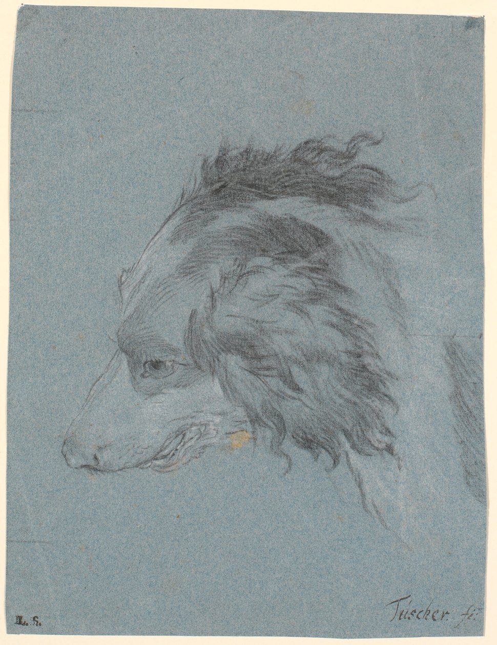 A Dog