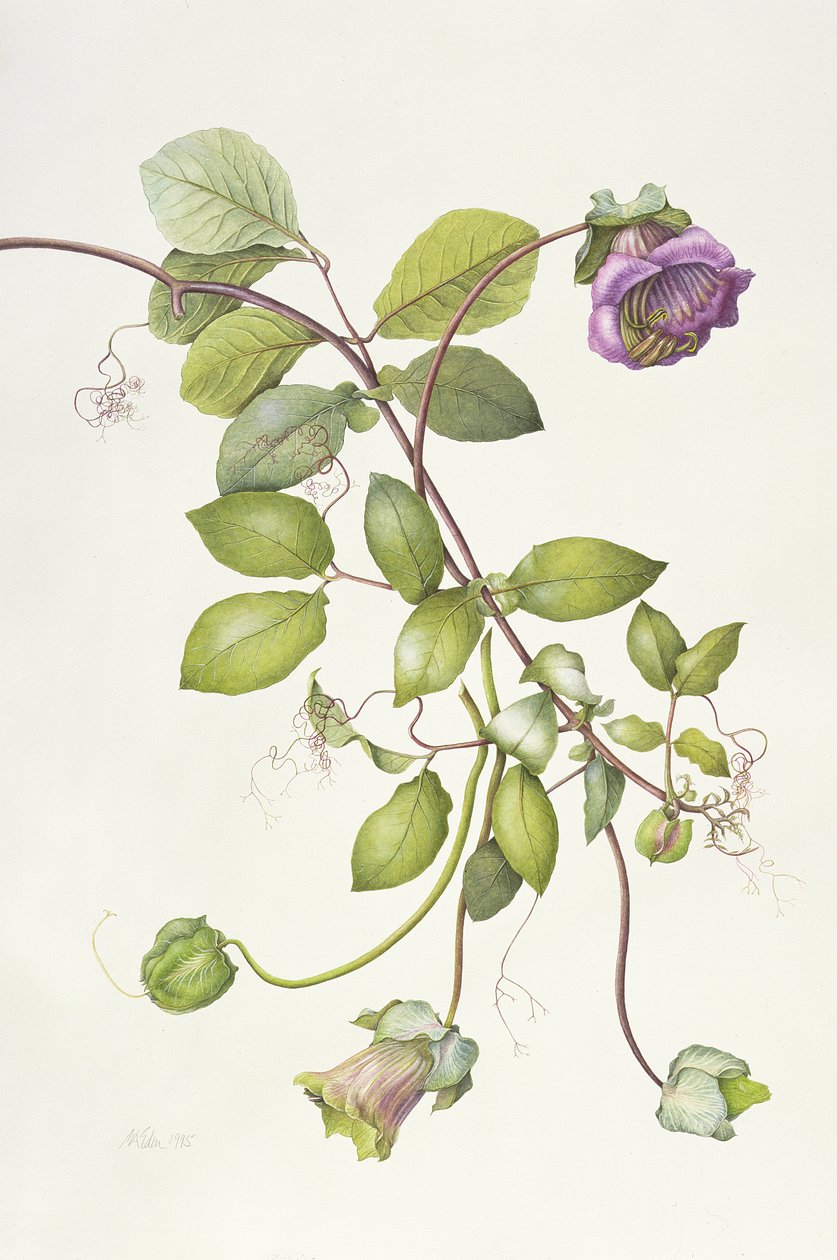 Cobea Scandens by Margaret Ann Eden