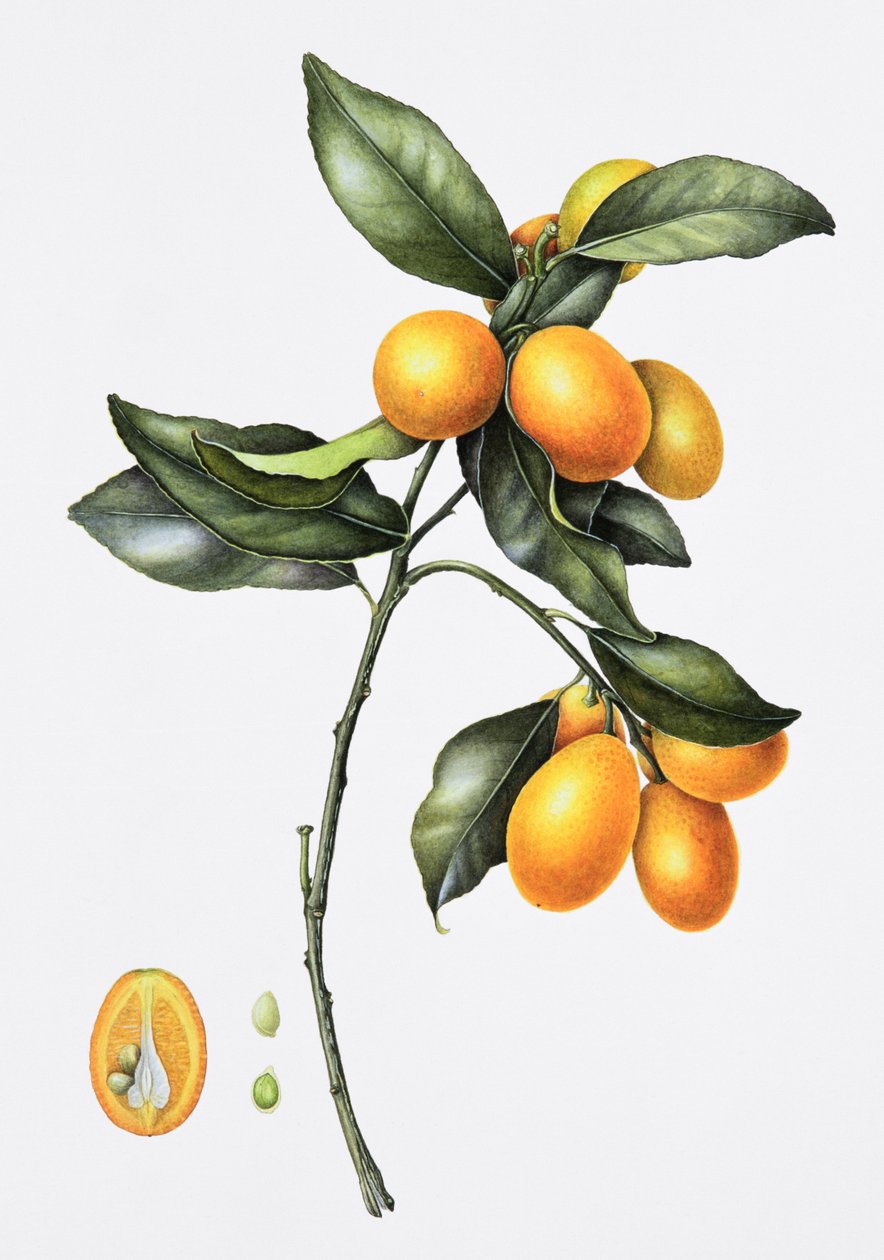 Kumquat by Margaret Ann Eden