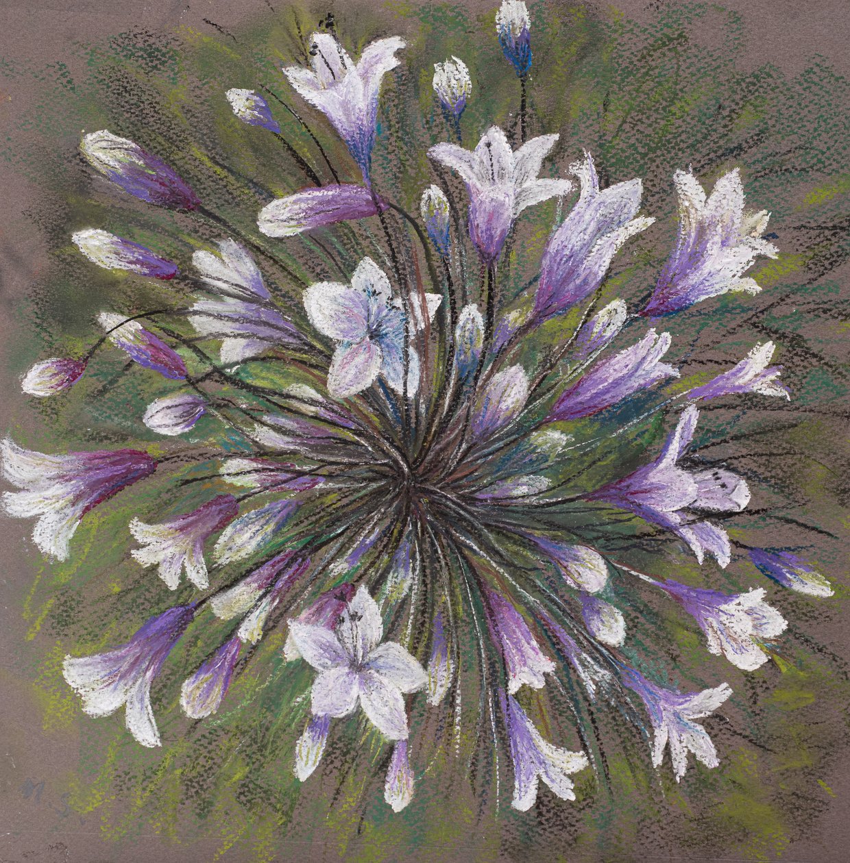 Agapanthus by Margo Starkey