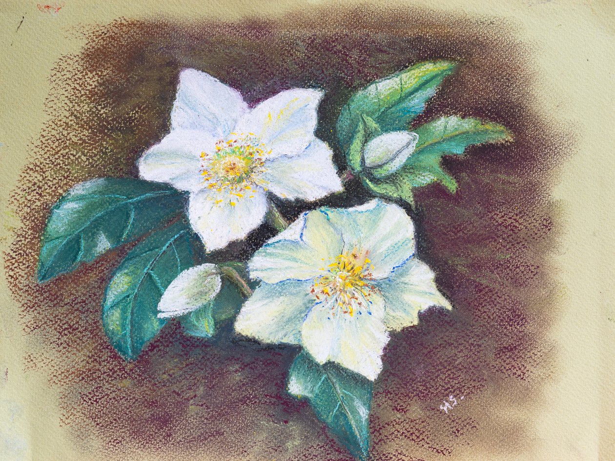 Helleborus by Margo Starkey