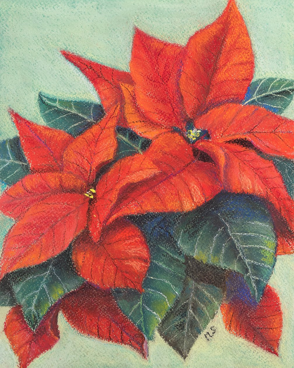 Poinsettia