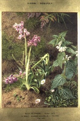 Wild Flowers by Marian Emma Chase