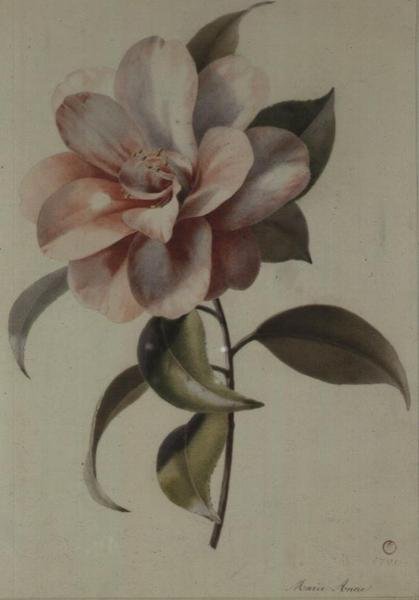Camellia by Marie Anne