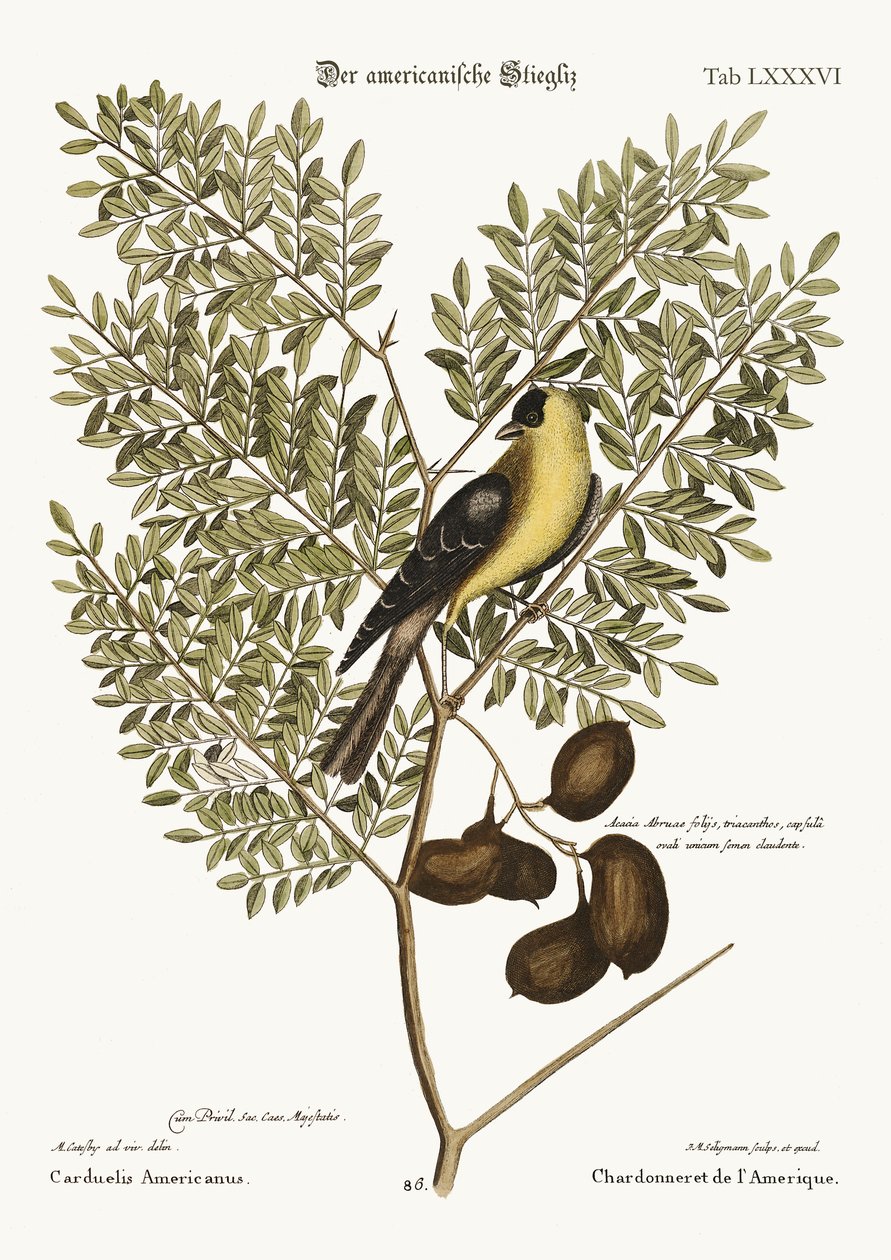 The American Goldfinch, 1749-73 by Mark Catesby